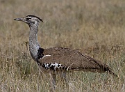 Kori bustard  (ardeotis kori), Serengeti